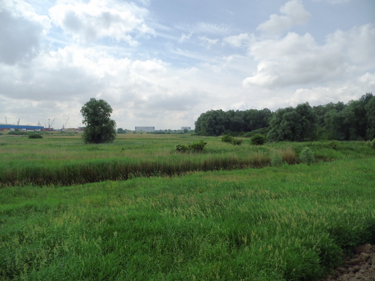 Hochwasserschutzpolder zwischen Senator-Apelt-Straße und Neustädter Hafen