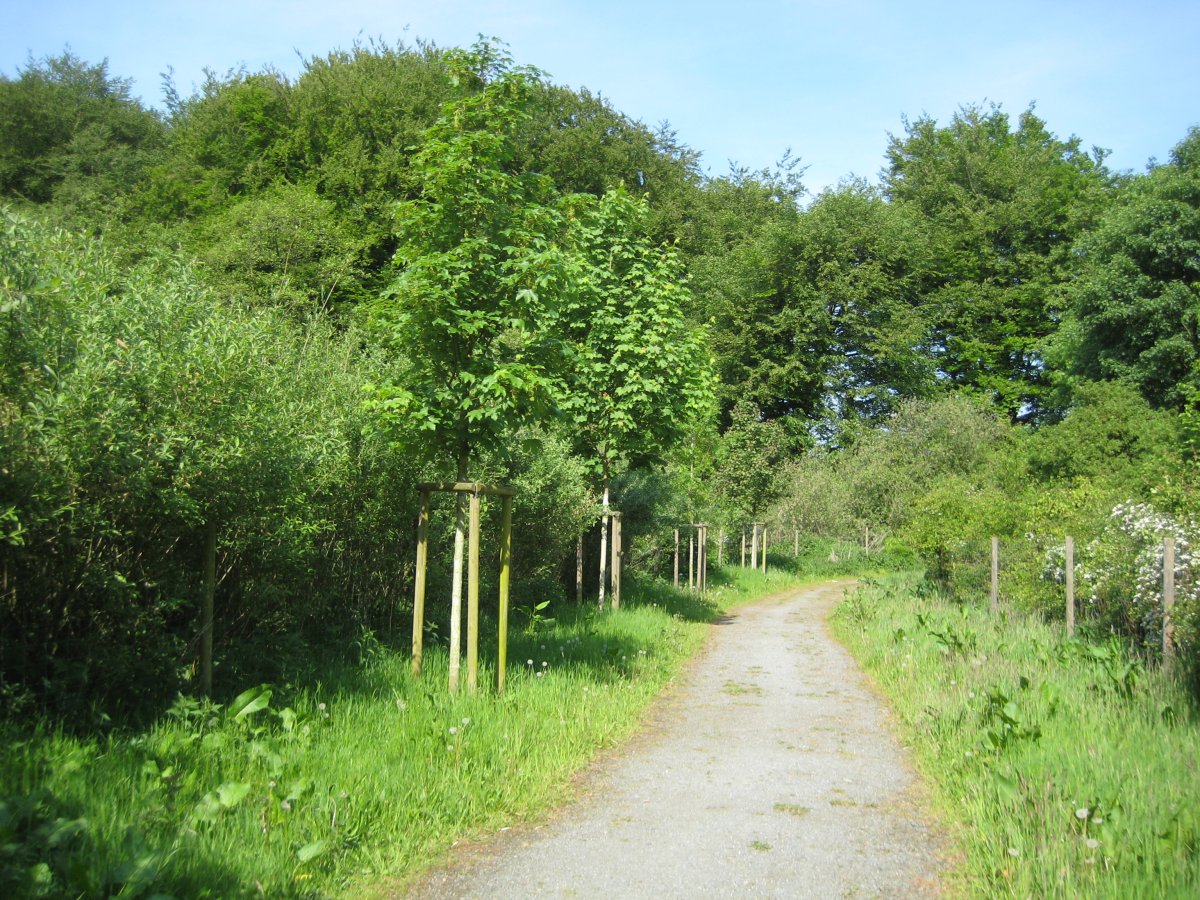 Krietes Wald (Im Holze)
