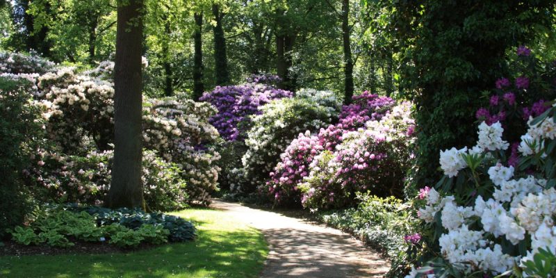 Rhododendronpark