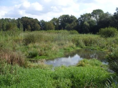 Ruschdahlmoor (Lesumer Moor)