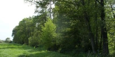 Sodenstich
