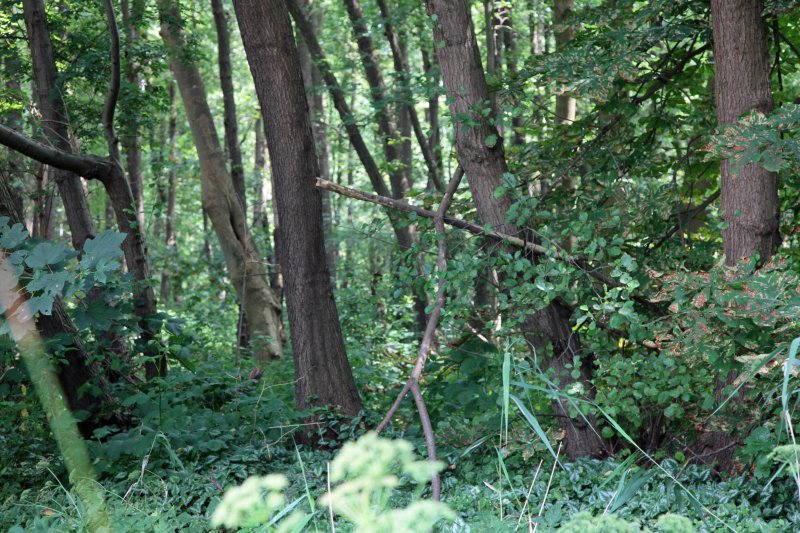 Vogelschutzgehölz Sodenmatt