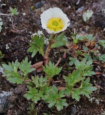 Arktisch-Alpiner-Garten