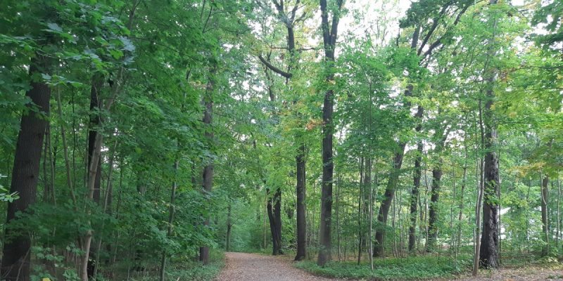 Crimmitschauer Wald