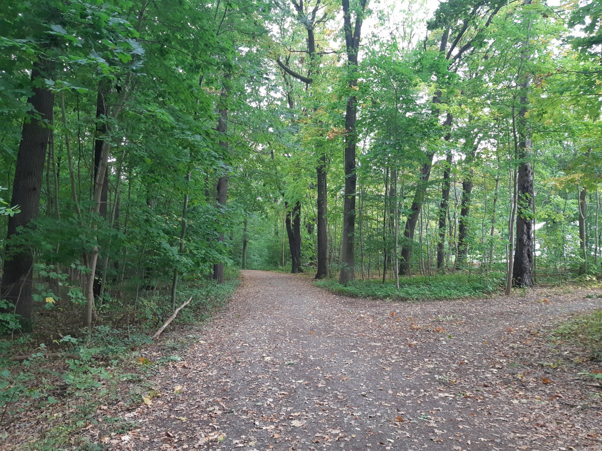 Crimmitschauer Wald