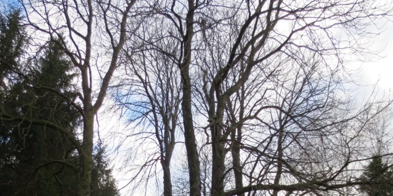 Friedhof Schönau