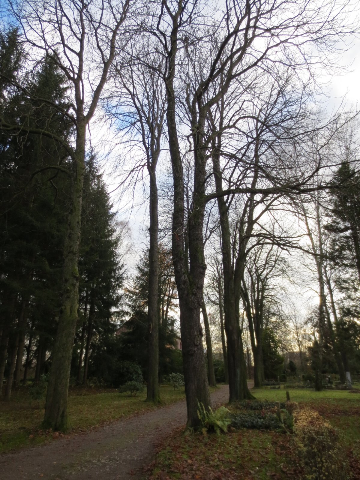 Friedhof Schönau