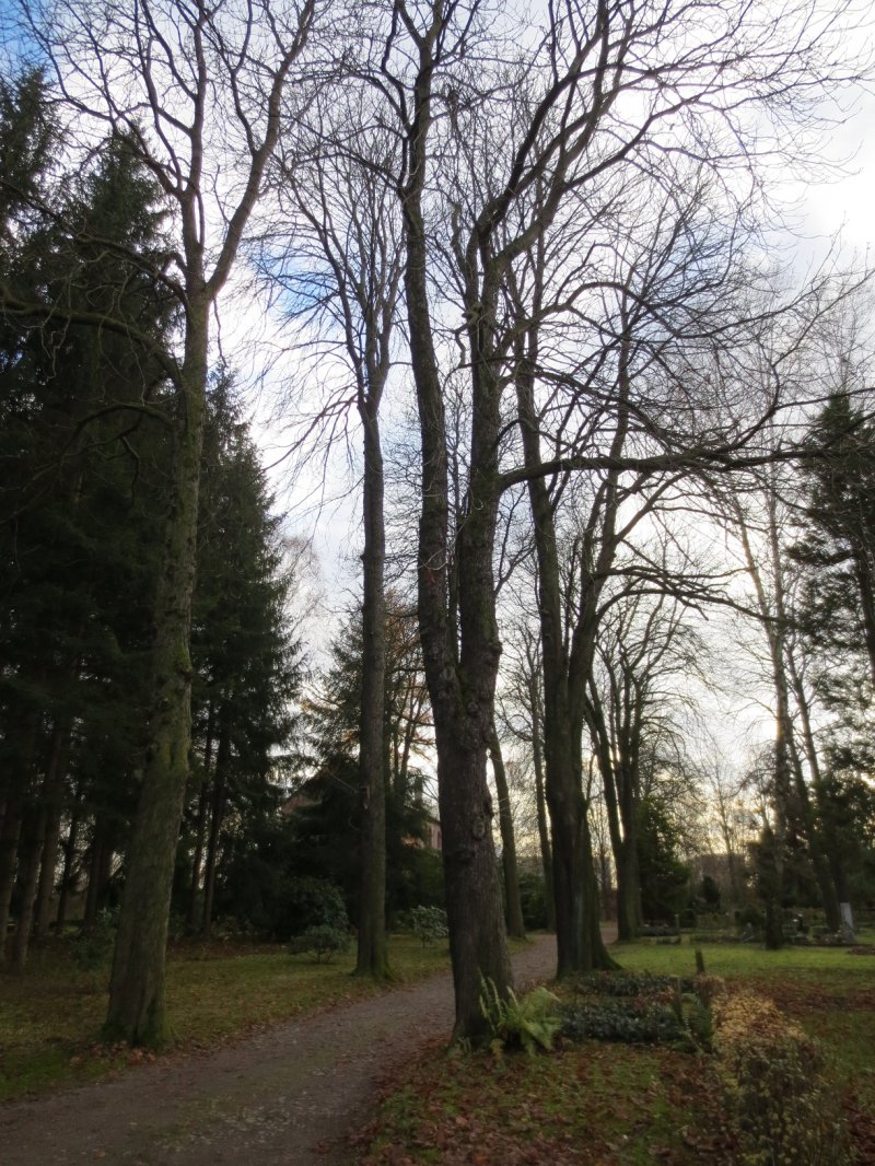 Friedhof Schönau