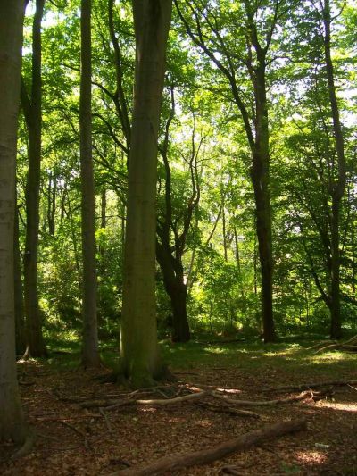 Stärkerwald
