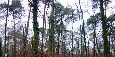 Brömster bei Darmstadt-Eberstadt