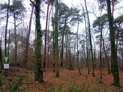 Brömster bei Darmstadt-Eberstadt