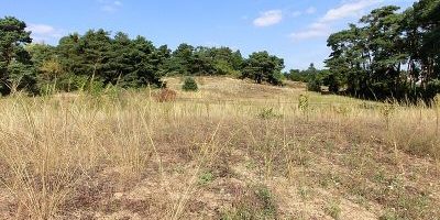 Düne am Ulvenberg von Darmstadt-Eberstadt