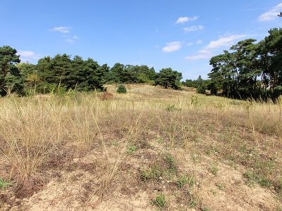 Düne am Ulvenberg von Darmstadt-Eberstadt