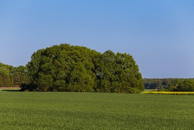 Vogelschutzgehölz Pechbusch