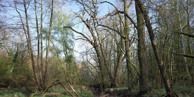 Brambach
