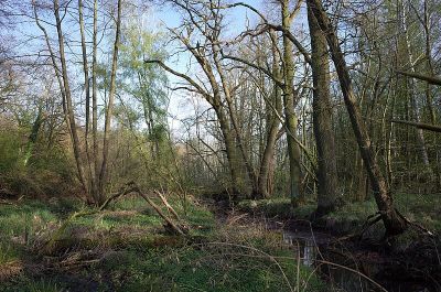 Brambach