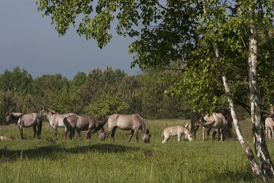 Oranienbaumer Heide