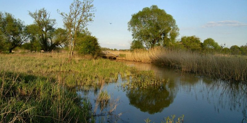 Pelze