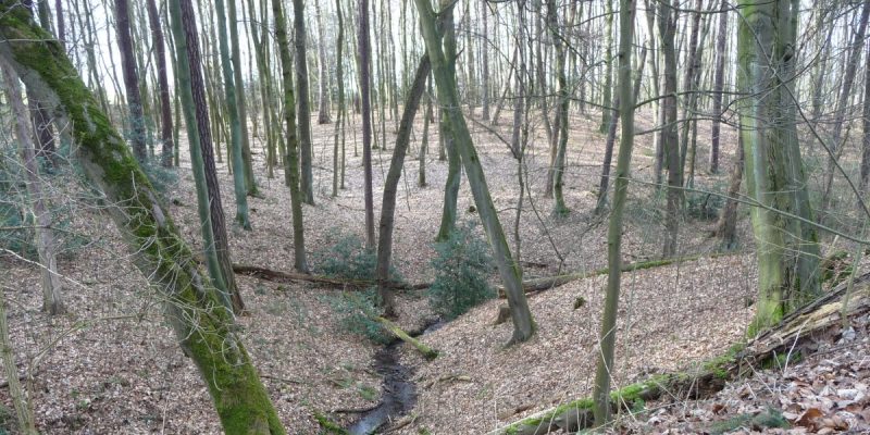 Aplerbecker Wald