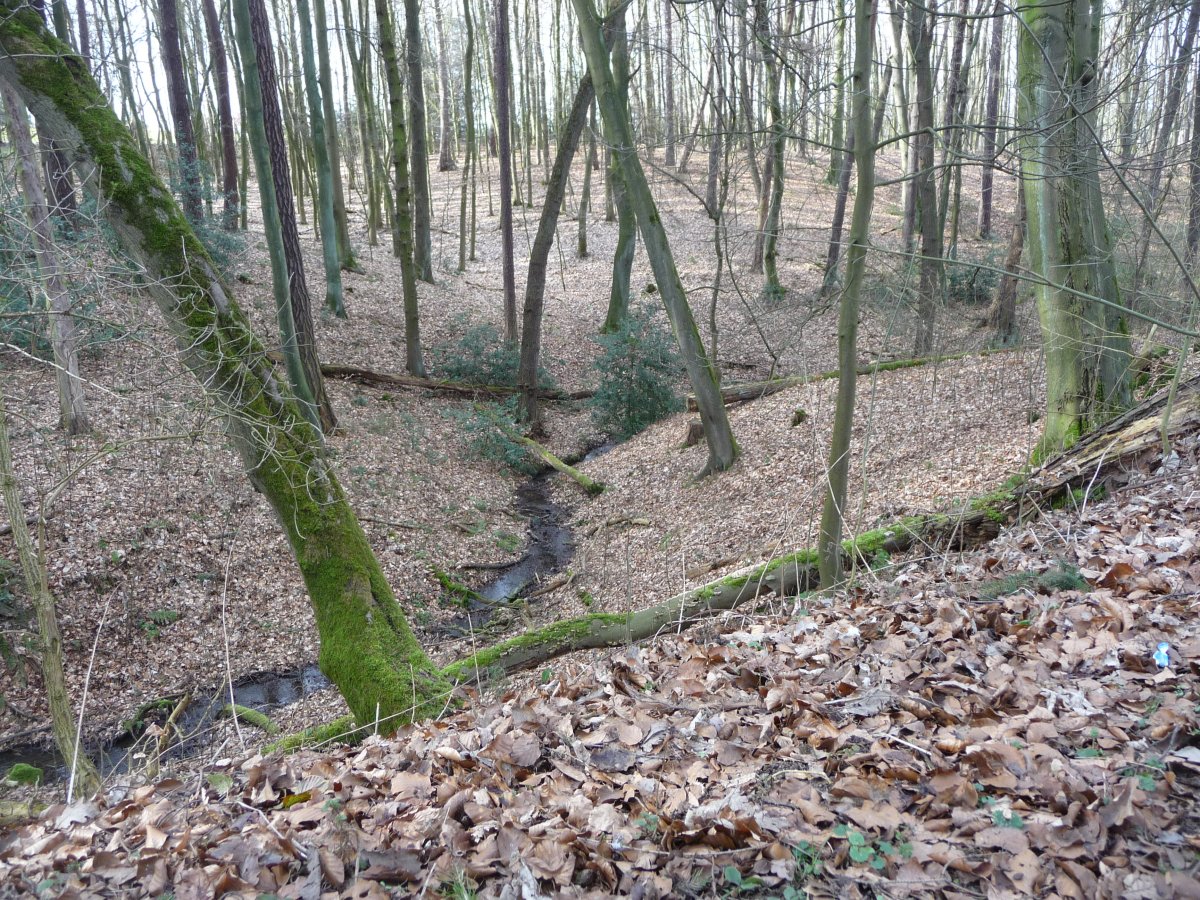 Aplerbecker Wald