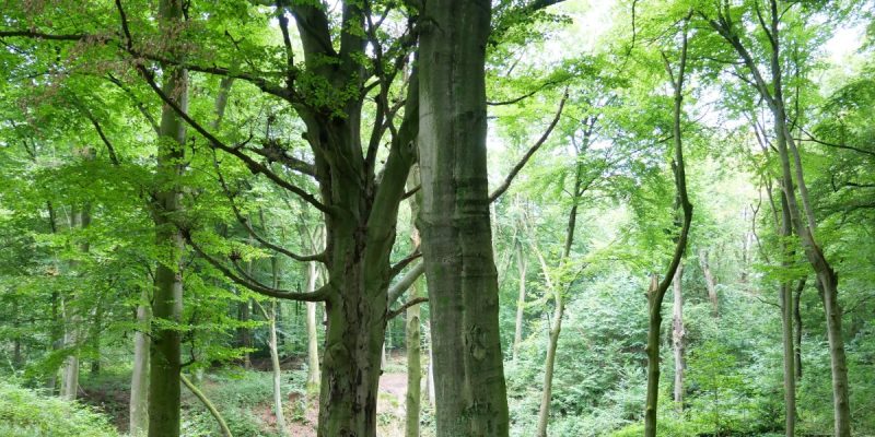 Bodelschwingher Wald