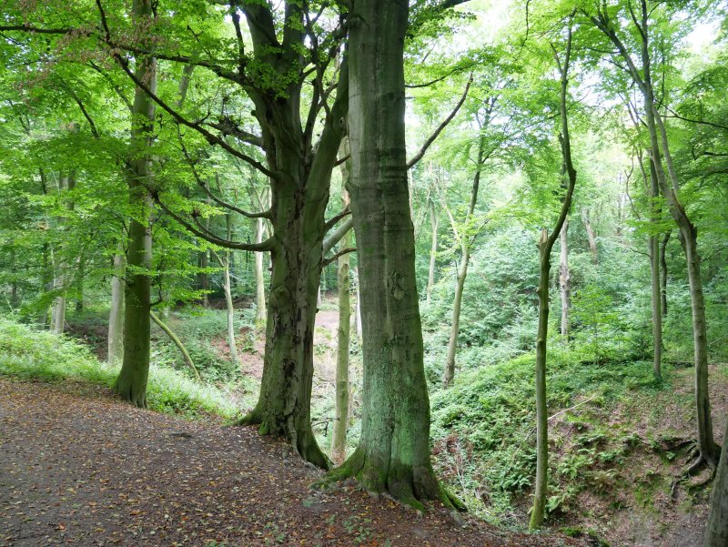 Bodelschwingher Wald