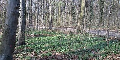 Dorneywald