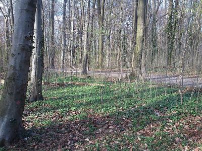 Dorneywald