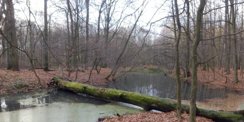 Grävingholz