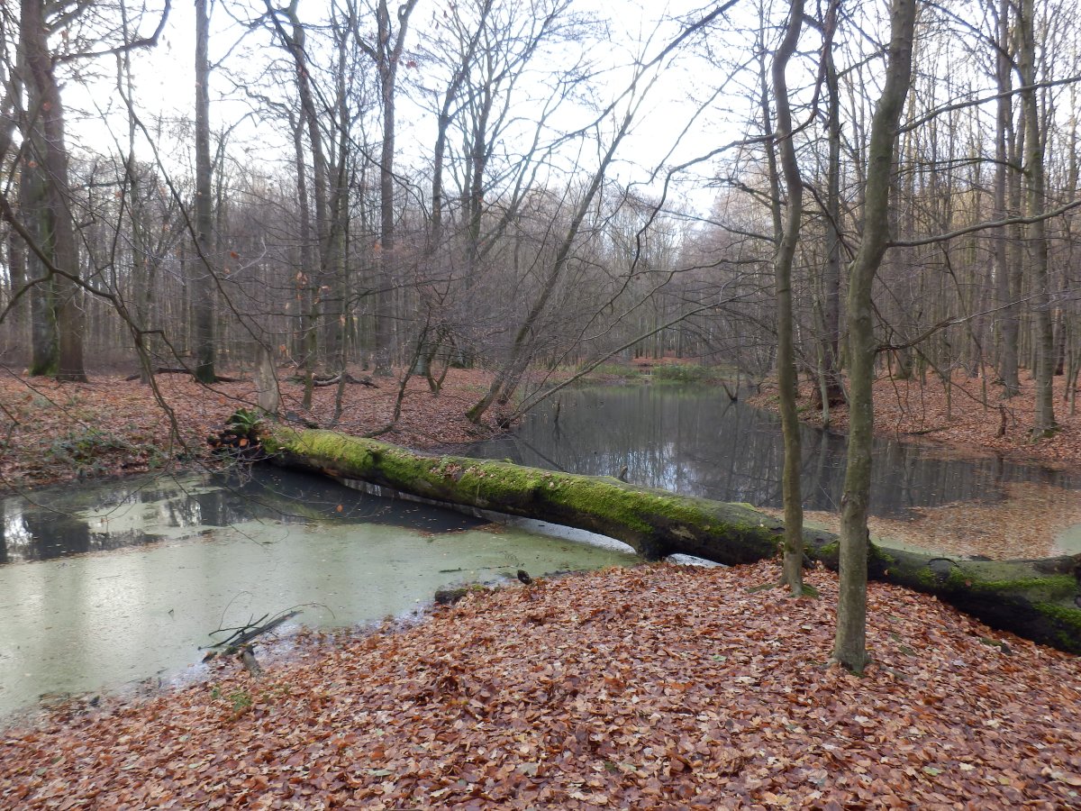 Grävingholz