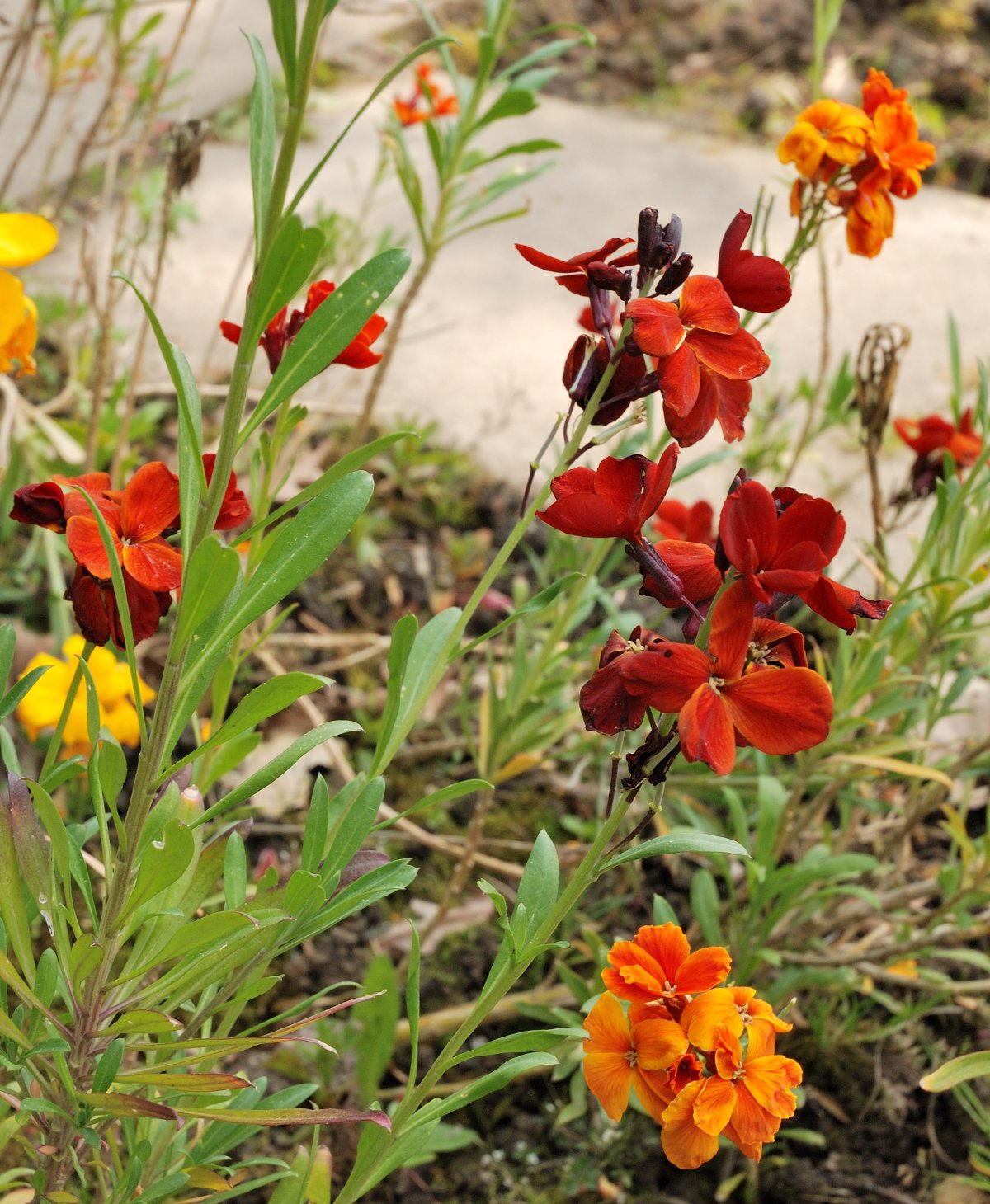 Heilkräutergarten (Hortus Medicus)