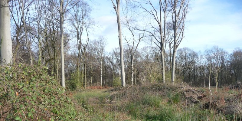Herrentheyer Wald