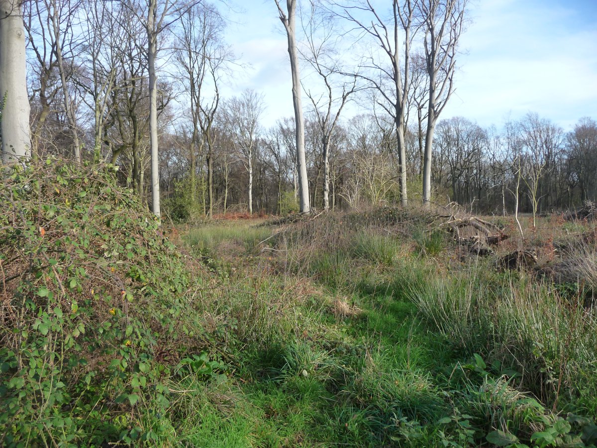 Herrentheyer Wald