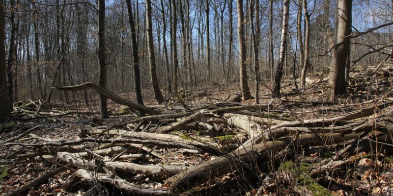 Kirchderner Wald