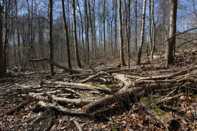 Kirchderner Wald