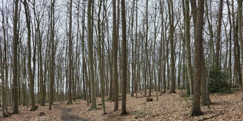 Kleinholthauser Mark