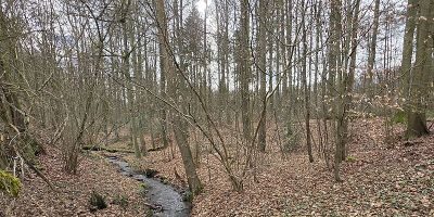 Kruckeler Wald