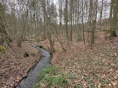 Kruckeler Wald