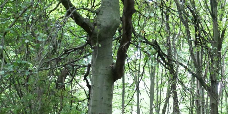 Mastbruch - Rahmer Wald
