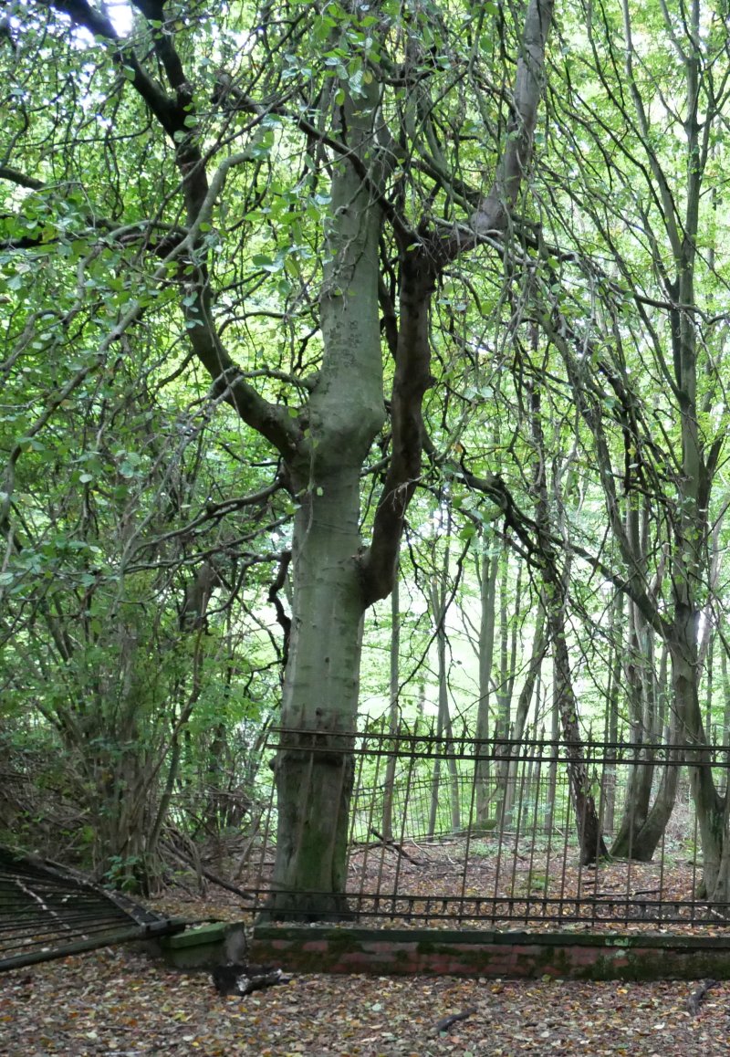 Mastbruch - Rahmer Wald