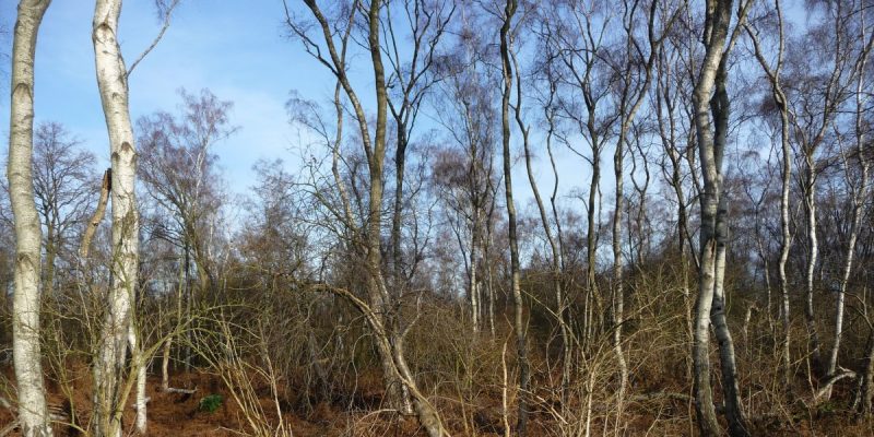 Mengeder Heide