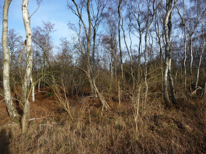 Mengeder Heide