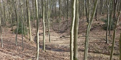 Niederhofer Holz