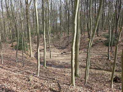 Niederhofer Holz
