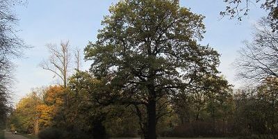 Alberteiche