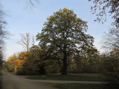 Alberteiche