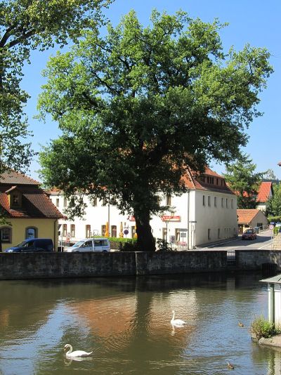 Luther-Eiche