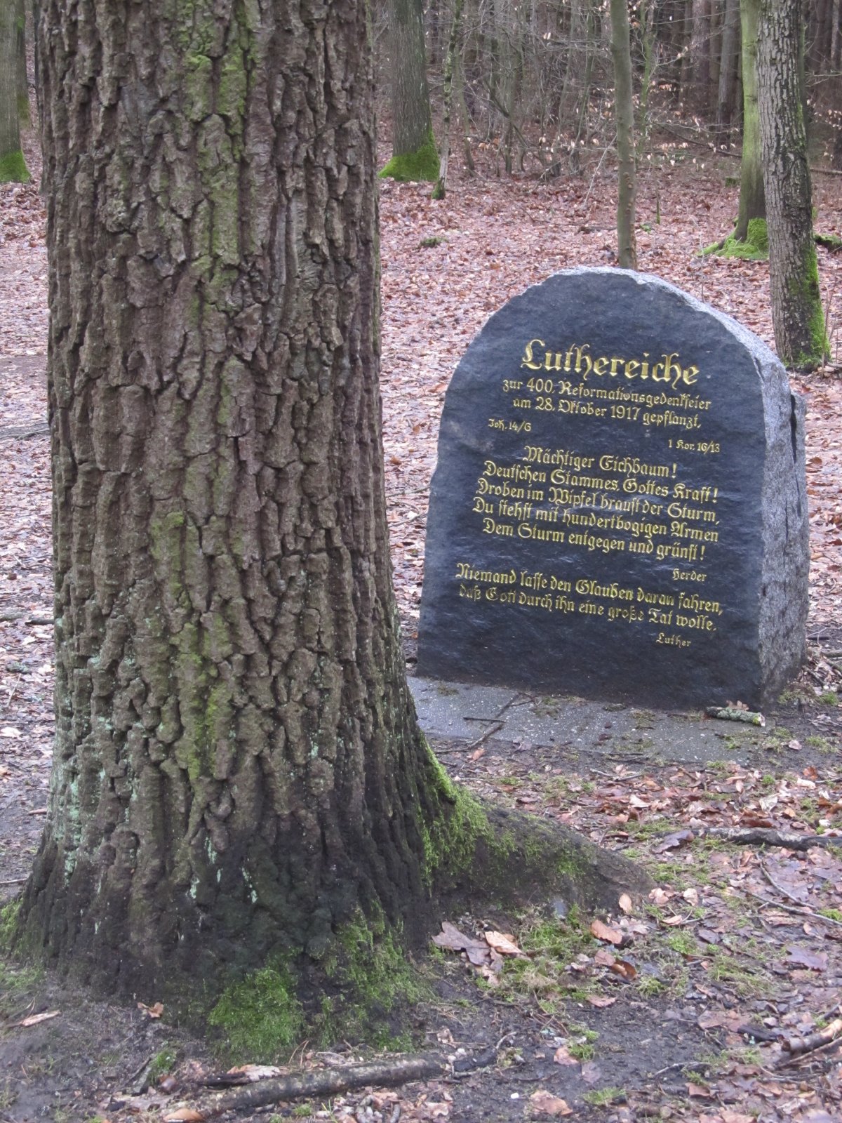 Luthereiche