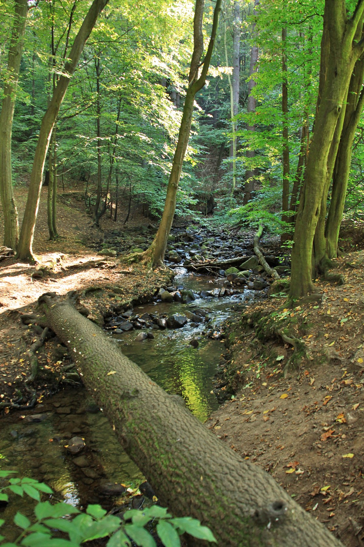NaturKulturBad Zschonergrund