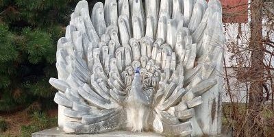 Radschlagender Pfau